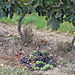 vendanges en vert