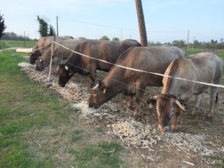 Vache et asperges