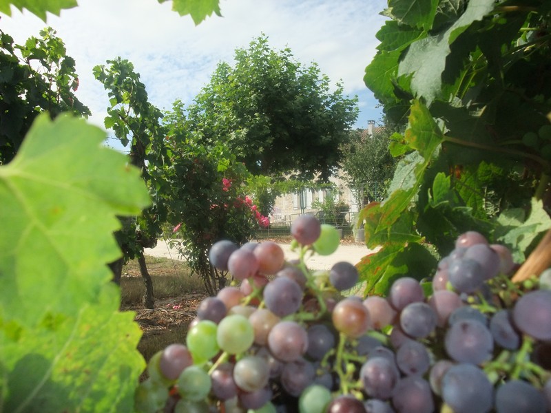 Veraison2010